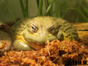 African Bullfrog: Amazing Amphibians of Nature 1 African Bullfrog: Amazing Amphibians of Nature
