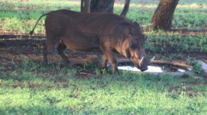 Wild Boar: Understanding Behavior, Habitat, and More. 9 Wild Boar