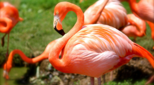 Flamingos: Nature's Most Elegant Birds 2 Flamingos: Nature's Most Elegant Birds