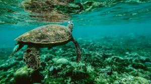 Oceans in Africa: Uncovering a Fascinating Geological Event 2 Oceans in Africa: Uncovering a Fascinating Geological Event