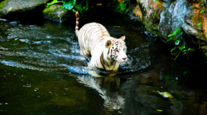 Exploring the Enigmatic Beauty of Sariska National Park: A Complete Guide 7 Exploring the Enigmatic Beauty of Sariska National Park: A Complete Guide