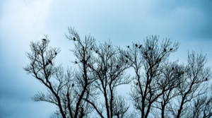 Fastest Birds in the World: A Symphony of Speed in the Avian Realm. 1 Fastest Birds in the World: A Symphony of Speed in the Avian Realm.