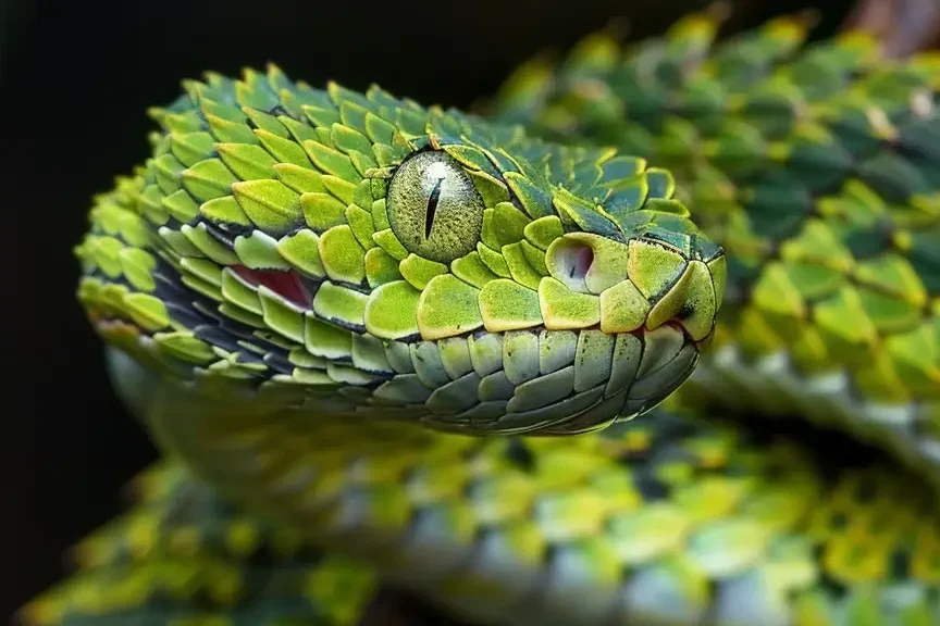 african bush viper on a tree