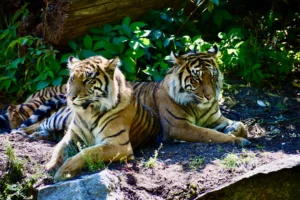 Panna Tiger Reserve: All You Need to Know 4 Panna Tiger Reserve Safari