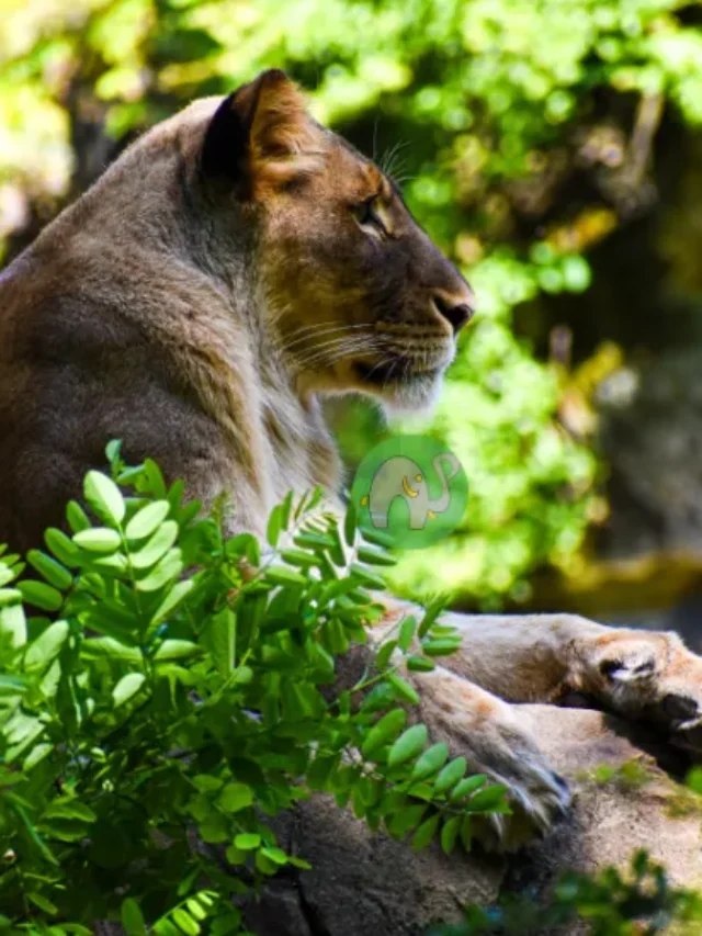 Ranthambore National Park, A 10+ Informative Wildlife Travel Guide