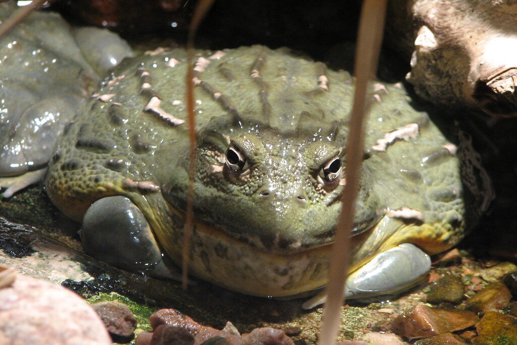 African Bullfrog: Amazing Amphibians of Nature