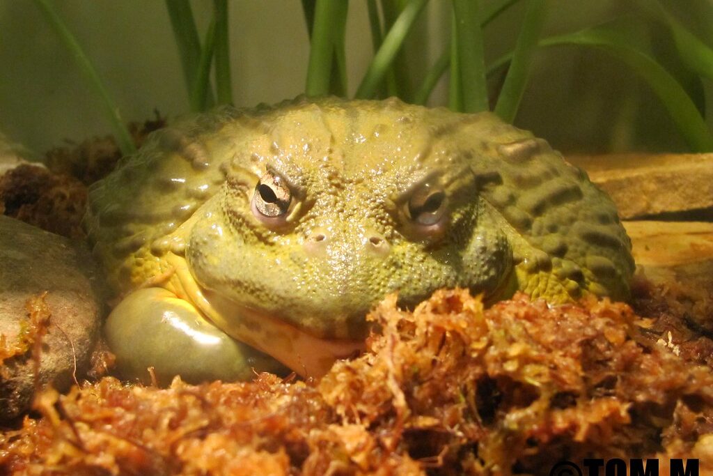 African Bullfrog: Amazing Amphibians of Nature