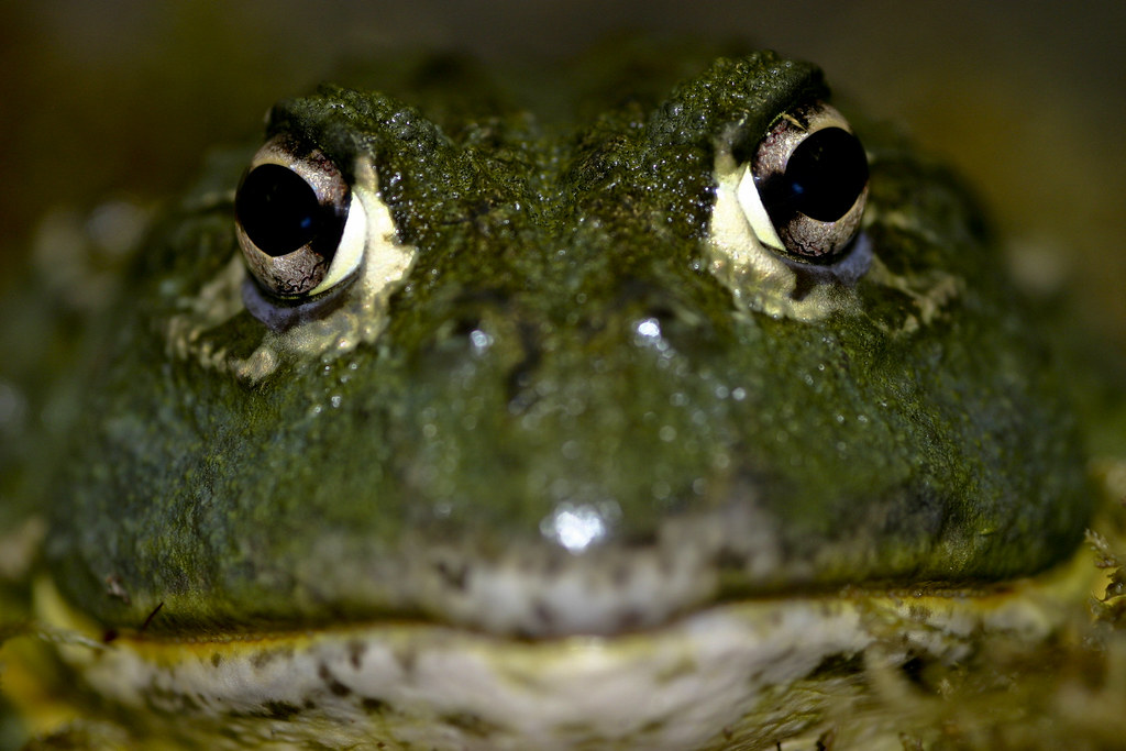 African Bullfrog: Amazing Amphibians of Nature