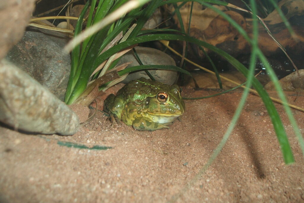 African Bullfrog: Amazing Amphibians of Nature