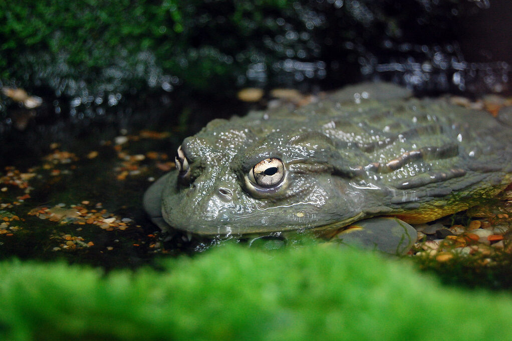 African Bullfrog: Amazing Amphibians of Nature