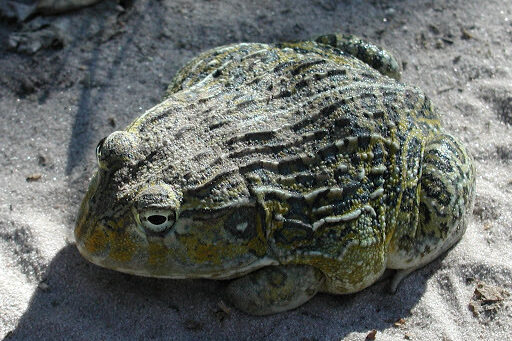 African Bullfrog: Amazing Amphibians of Nature