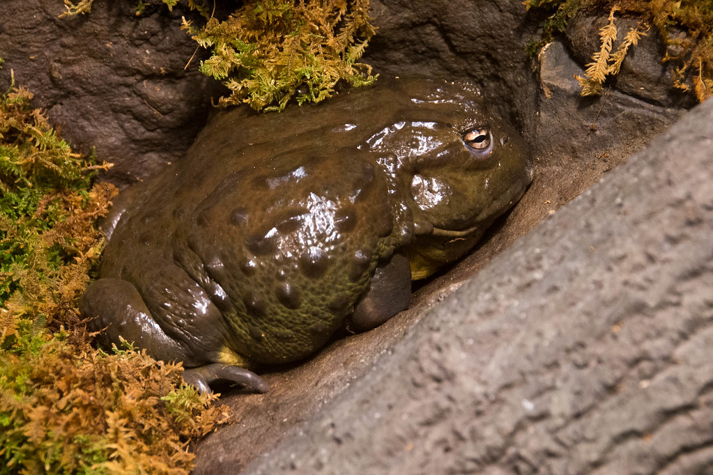 African Bullfrog: Amazing Amphibians of Nature