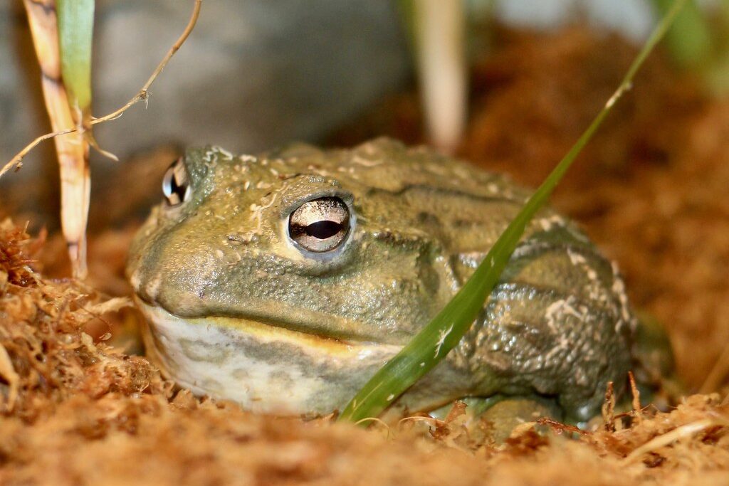 African Bullfrog: Amazing Amphibians of Nature