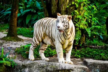white tiger on rock_white tiger safari