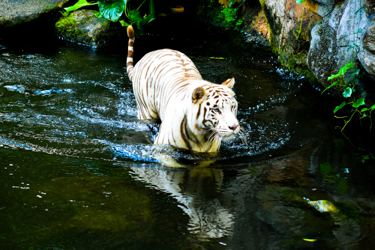 white tiger in pond_white tiger safari