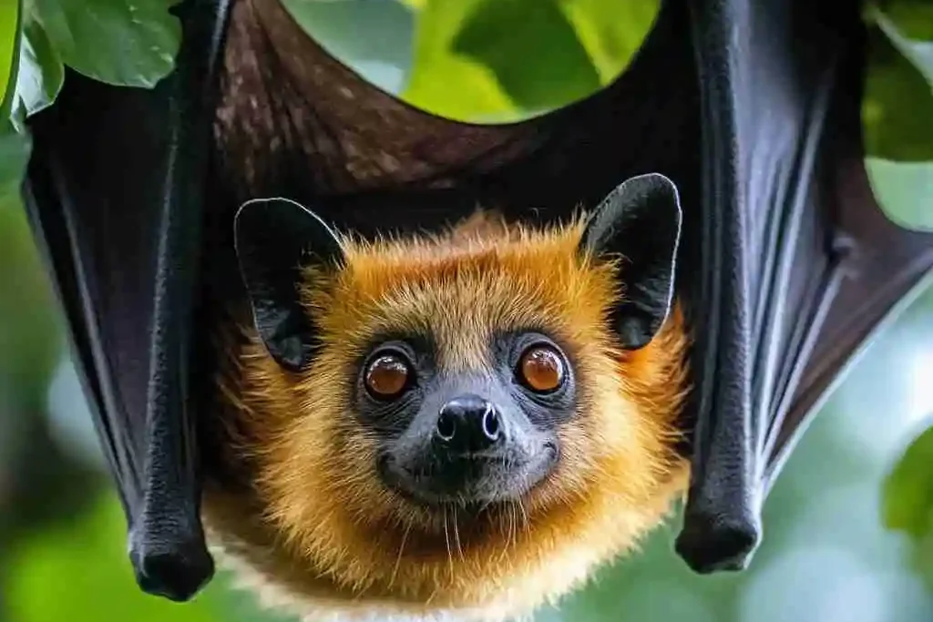 Yap Flying Fox_Animals that start with Y